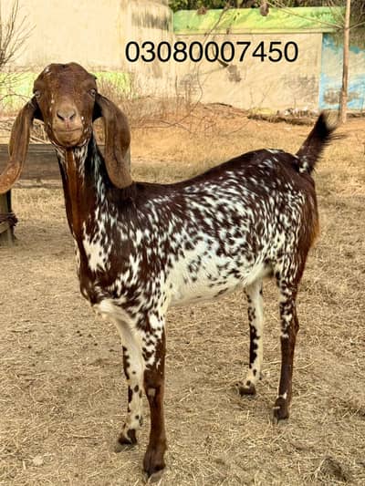 Desi makhi chini bakri