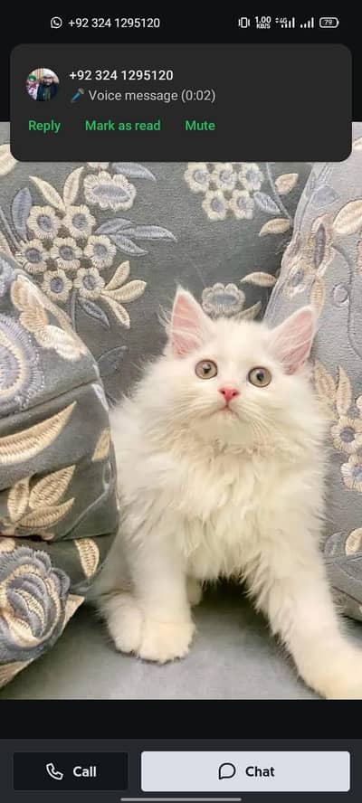 Persian cat for sale my WhatsApp number 0370-36-59--905
