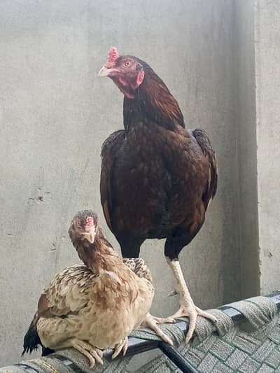 Pure aseel home bread