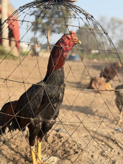 Pakistani x waleati cross