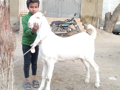Mashallah pure gulabi bakra 03033811285