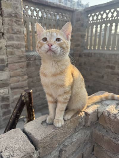 Two Cute kittens for sell