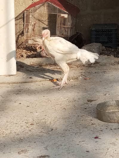 Aseel Heera white  Murgi