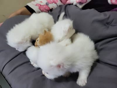 Persian Cat Triple Coot for Sale
