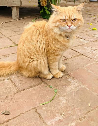 Persian cat more information in description