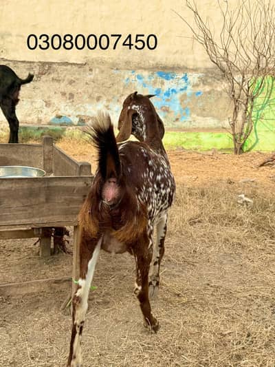 Pregnant desi makhi cheni bkri