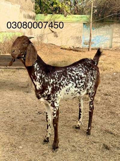 Pregnant desi makhi cheni bakri