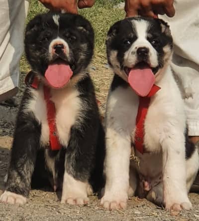 Alabai Dog|King Alabai |Alabai puppy|Alabai |Alabai pair price : 34k