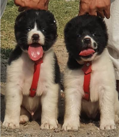 Alabai Dog|King Alabai |Alabai puppy|Alabai |Alabai pair price : 34k