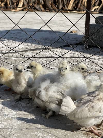 selki chicks for sell