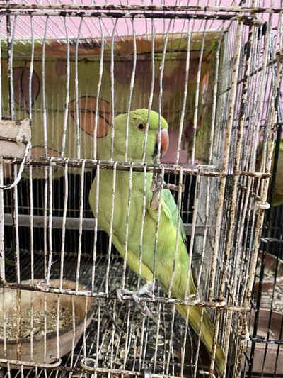 Green ringneck female for sale