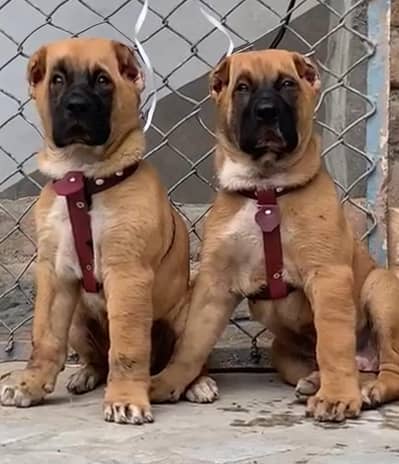 kurdish kangal puppy | kurdish kangal dog| kangal puppies |kangal dog