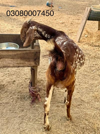 Pregnant desi makhi cheni