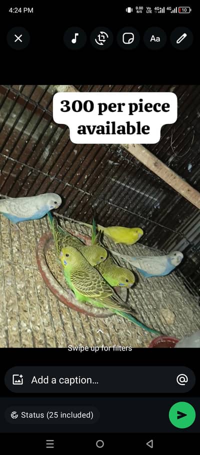 Australian parrots breeder pair available for sale