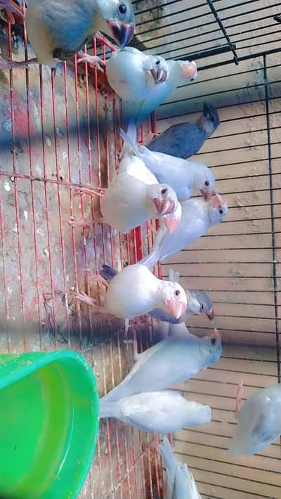 phata ha sub 25 sa26 piece ho ga 6500