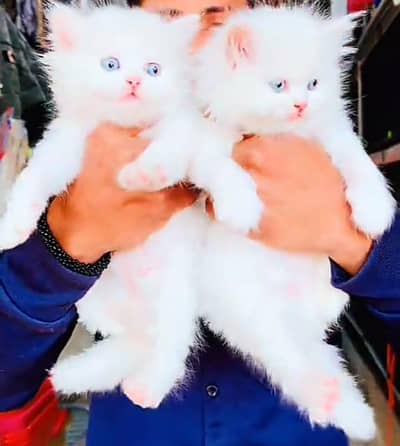 Persian kitten for urgent sale my WhatsApp number 032869729ten