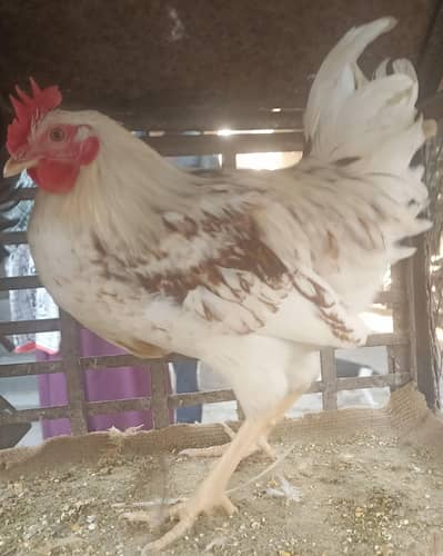 lohmann brown rooster murga for salle