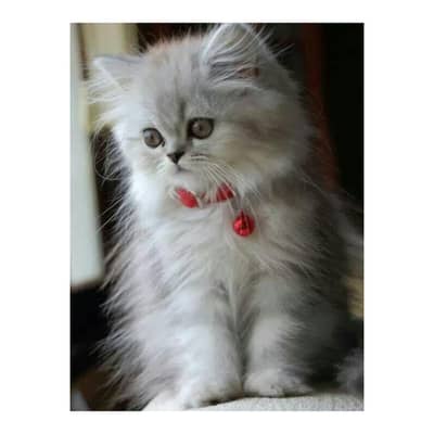 Persian British punch face piki face kitten cat available