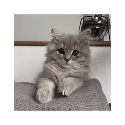 Persian British punch face piki face kitten cat available