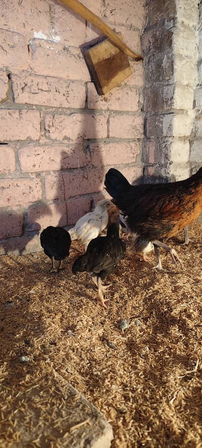 Aseel Ko shamo Chick's