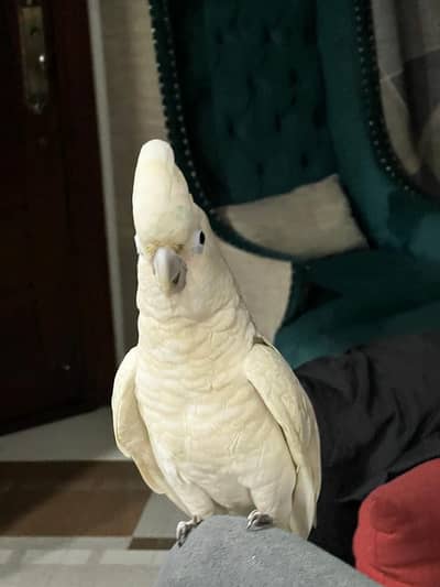 2 Years Old Goffin Cockatoo