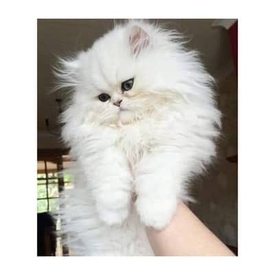Persian British punch face piki face kitten cat available