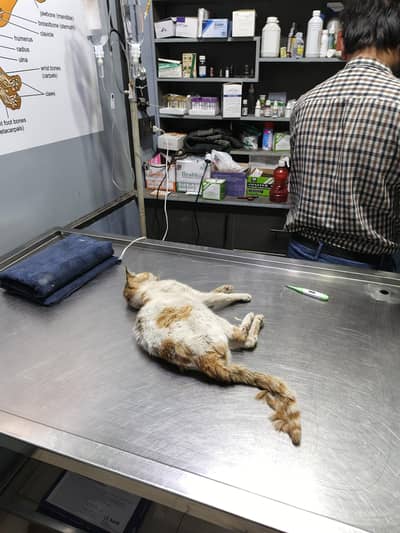 Stray Cat for Adoption / Urgent Help Needed