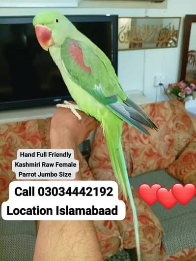 RAW TAME AND BREEDER JUMBO SIZE FEMALE