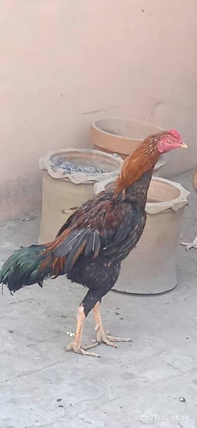 pure aseel long Haight Murgha