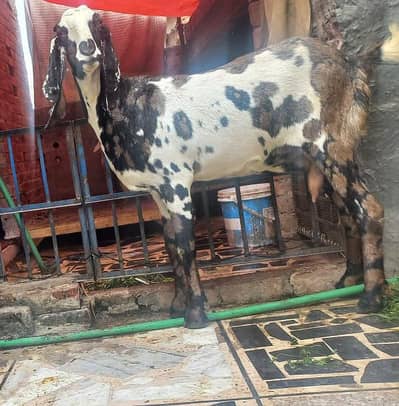 Goat | Feamle Goats | Desi bkri | Shera print Goat | Bkri For sale
