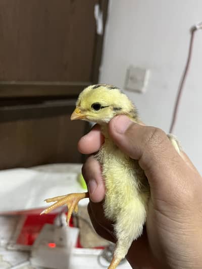 Japanese Shamo Chicks High Quality Long Height