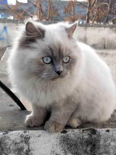 male and female  available