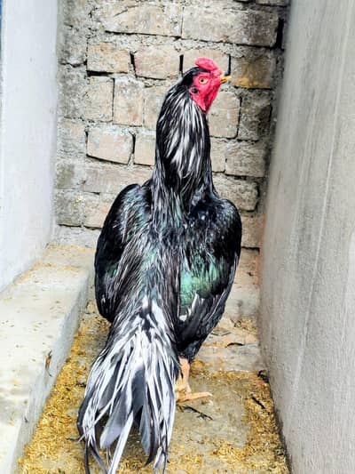 Aseel Lasani high quality