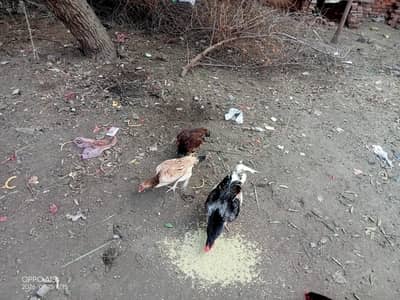 1 aseel murgha or 2 aseel murghian for sale.