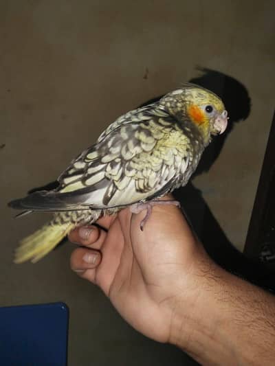 cockatiel ha filing hantam video Mel Gai ga cago variable 03171602485