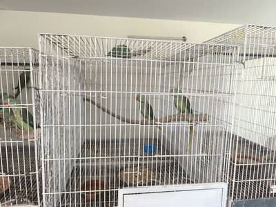 Pure Kashmiri raw, alexandrine, big size pairs.