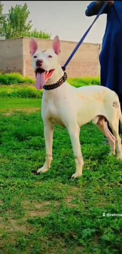 male gultair dog | kohati gultair dog |security dog for sale