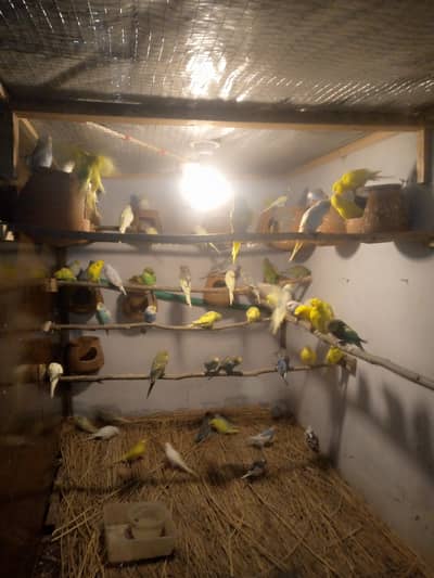 Budgies parrot available for sale