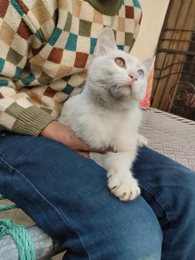 cat double eye colour