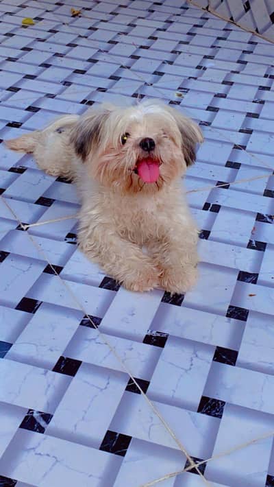 Very Rare imperial shihtzu female ( teacup size )
