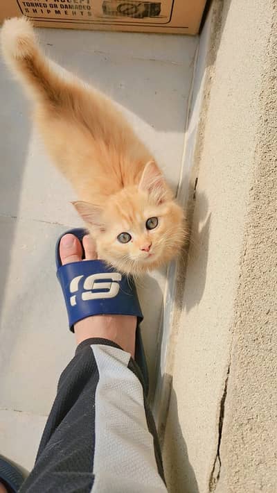 Persian kitten for Sale