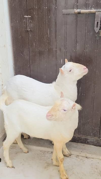 top quality teddi male female and dumba