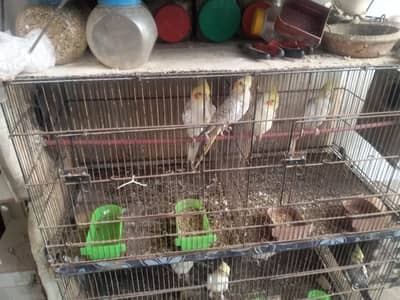 cocktail breeder pairs setup urgent for sale