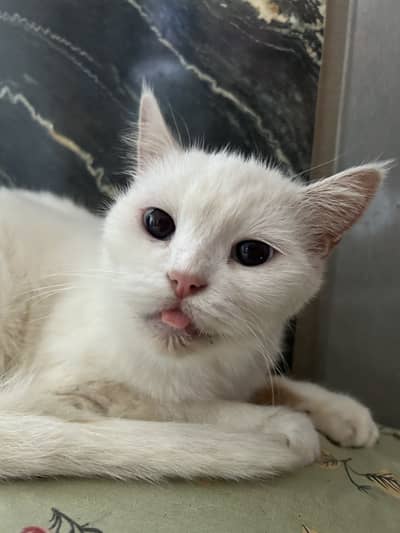 Semi persion female cat