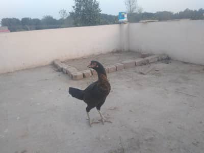 Full active and healthy