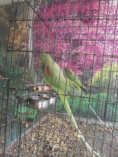 breeder Raw pair for sale