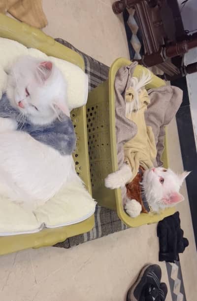 Male & Female Cats Available – Fully Healthy & Vaccinated