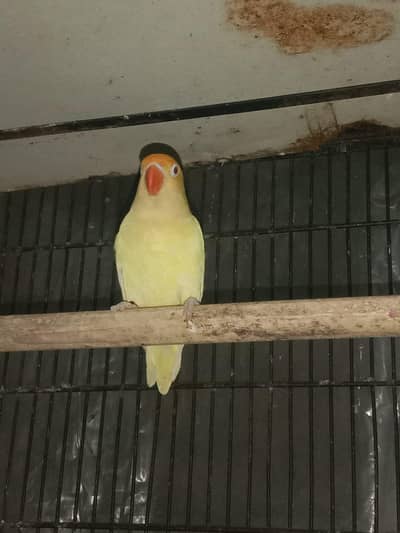 nail tail fly all ok breeder pair