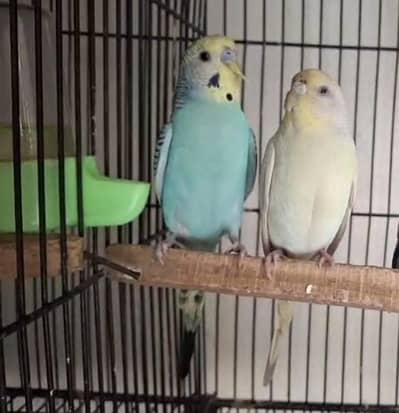 rainbow working pair