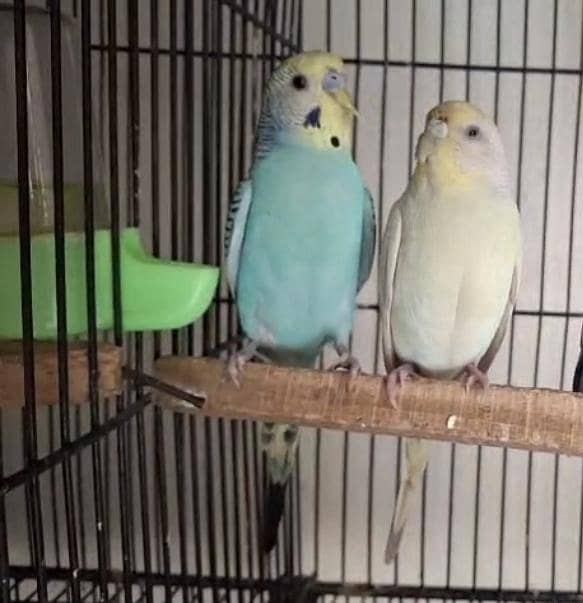 rainbow working pair 0